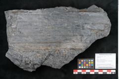 Foto (Objekt + Etikett) von Sigillaria sp.  (NHMW-GEO-2024-0188-11100)